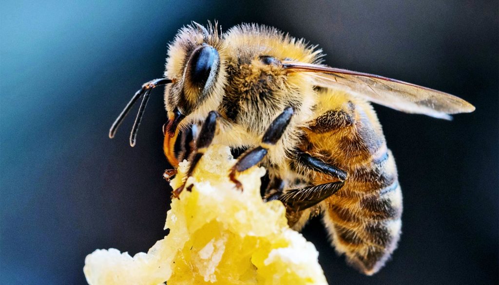 Is Honey Vegan?