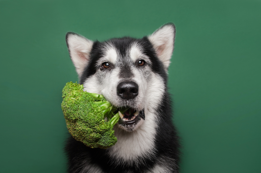 dogs vegan